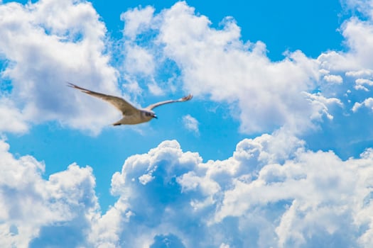 Flying seagull bird with blue sky background clouds in Mexico. photo