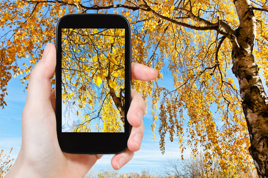 picture of yellow birch in sunny autumn day photo