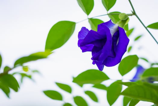 Butterfly pea Clitoria ternatea blue flower closeup photo