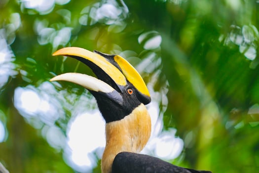Hornbill Raising Head photo