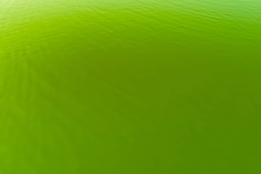 bright green water surface photo