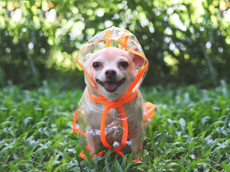 chihuahua dog wearing rain coat hood sitting on green grass in the garden. photo