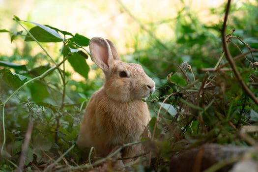 Brown rabbit sitting on meadow eating green leaf. Cute sweet lovely furry bunny in summer sunny day photo
