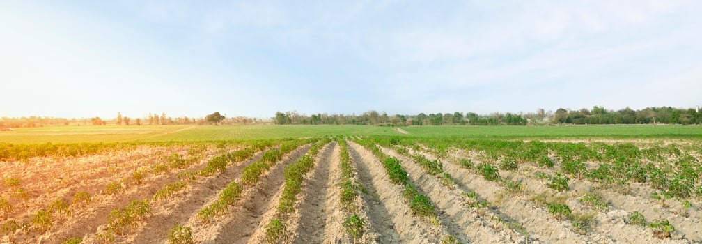 Yucca plantation and sky. Cassava cultivation concept photo