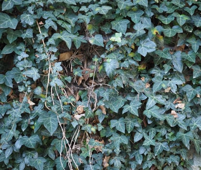 ivy plant background photo