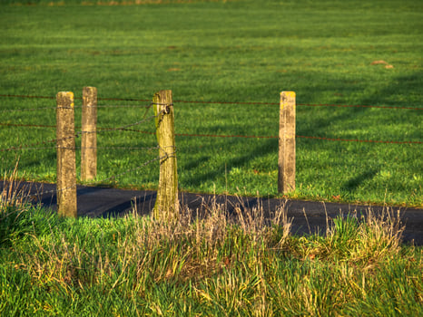 cows on a meadow in westphalia photo