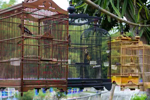 Kinds of birds in a cage photo