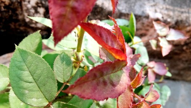 Green leaves of a plant in a pot photo