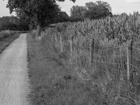 summer in westphalia photo