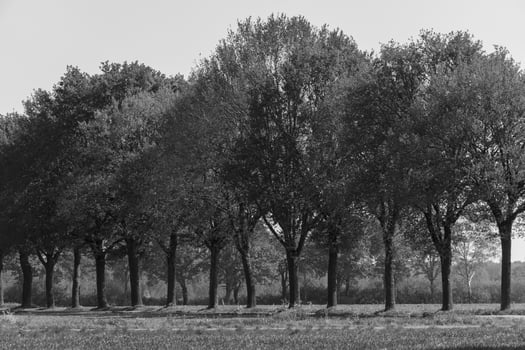 the german muensterland photo