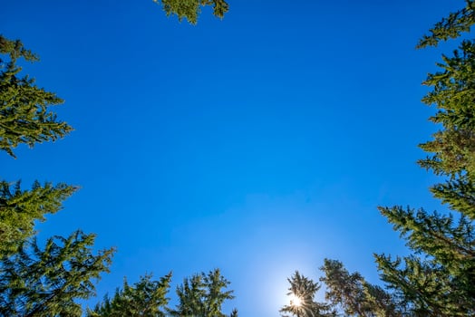 looking up to tall pines with clear blue sky and sun. Horizontal view photo