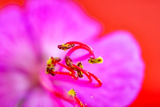 Beautiful red geranium with stamens. Macro shot. Horizontal view photo