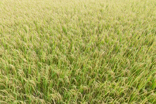 Close up top view rice fields photo