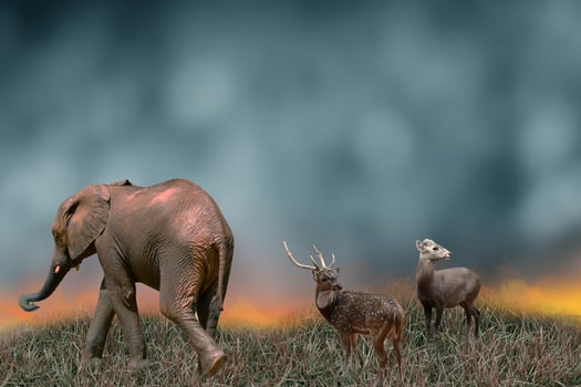 The deer and the elephant were looking for an escape route. Forest fires, wildlife conservation and global environment concepts photo