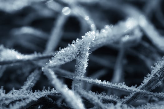 Ice crystals in black and white, on a blade of grass in winter. Close up photo