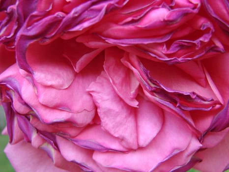 Bud, flower of a red varietal rose as a background in a garden, spring, summer, photo