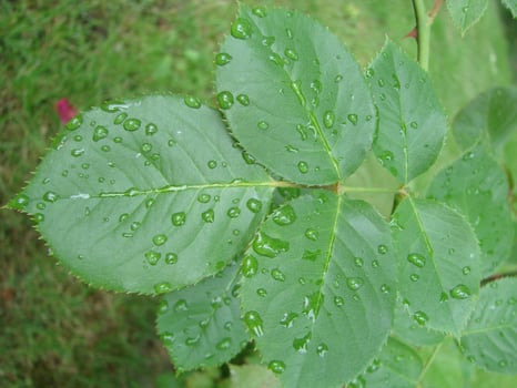Water drops on red green rose leaf photo