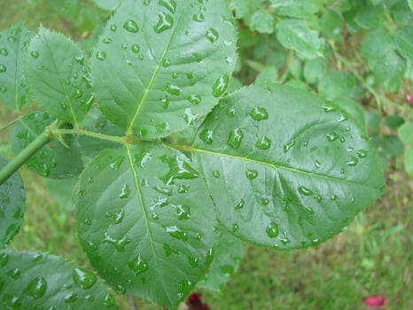 Water drops on red green rose leaf photo