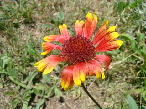 Red Yellow Rudbeckia flower photo