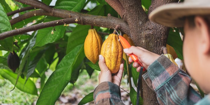 Close-up hands of a cocoa farmer use pruning shears to cut the cocoa pods or fruit ripe yellow cacao from the cacao tree. Harvest the agricultural cocoa business produces. photo