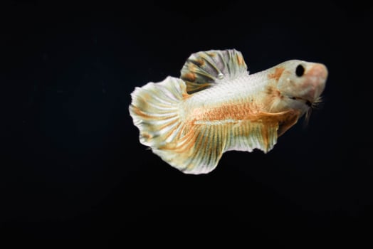 Siamese fighting fish short tail half moon photo