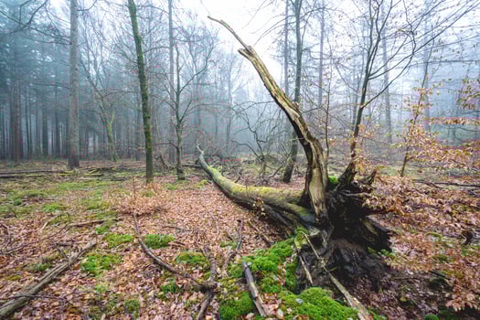 Foggy day in the forest in The Netherlands, Speulderbos Veluwe. photo