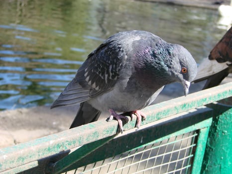 Pigeon on a ground or pavement in a city. Pigeon standing. Dove or pigeon. photo