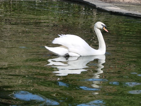 Beautiful Swan on a Crystal Clear blue river reflection photo