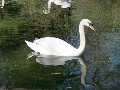 Beautiful Swan on a Crystal Clear blue river reflection photo