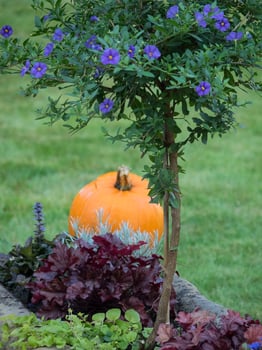 pumpkins in a german garden photo