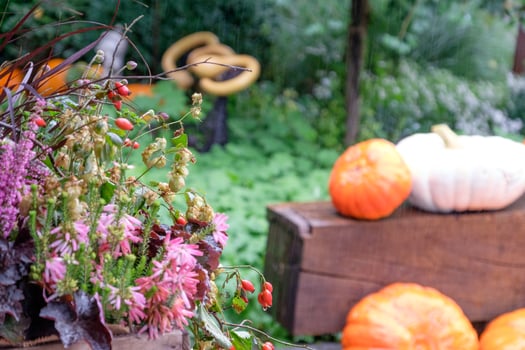 pumpkins in the garden photo