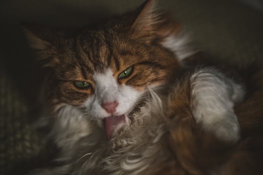 Portrait of a cat with green eyes photo