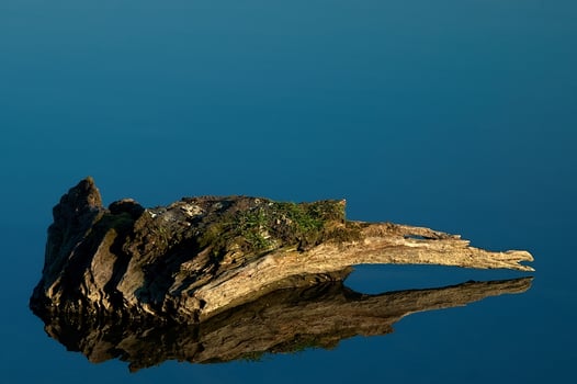 Wood in the water photo