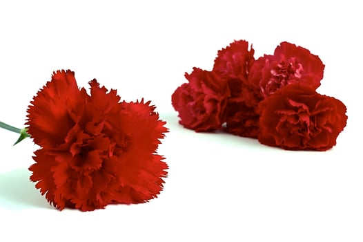 Red flower carnation photo