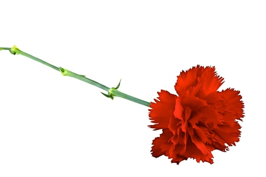 Red flower carnation photo