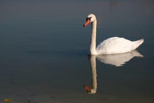 Swan On Lake photo