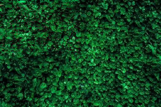 Green foliage nature background photo