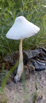 white mushroom real image photo