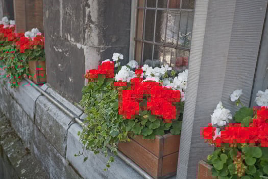 traditional geranium flower photo