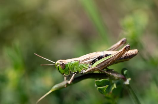 Close-up of a small green cricket perched on a blade of grass photo