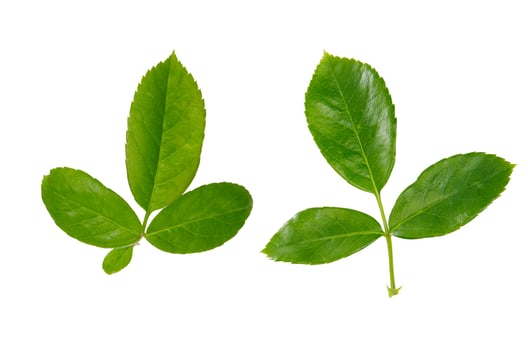 rose leaves on a white background. photo