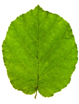 green leaf of hazel tree photo