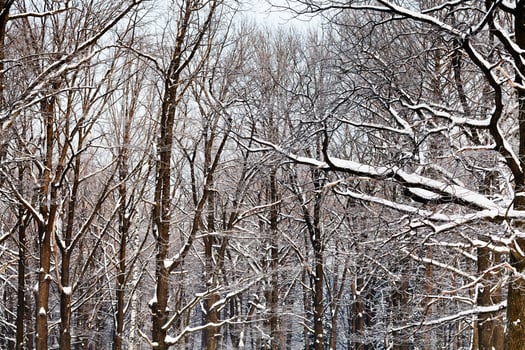 oak branches under snow photo
