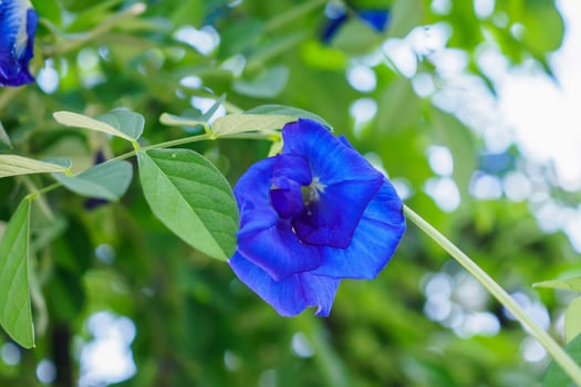 Fresh butterfly pea flower closeup photo