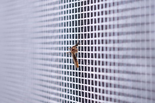 mosquito on insect net wire screen close up on house window photo