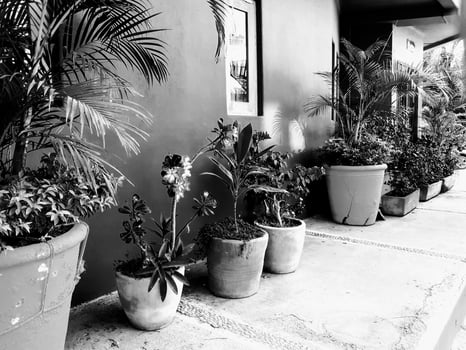 Tropical Streetscape Scenes photo
