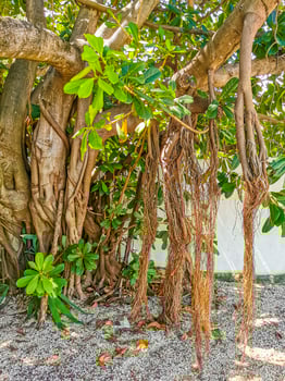 Huge beautiful Ficus maxima Fig tree Playa del Carmen Mexico. photo