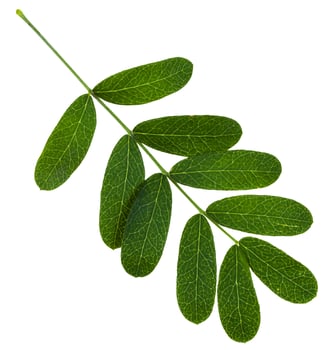 twig with green leaves of Caragana arborescens photo