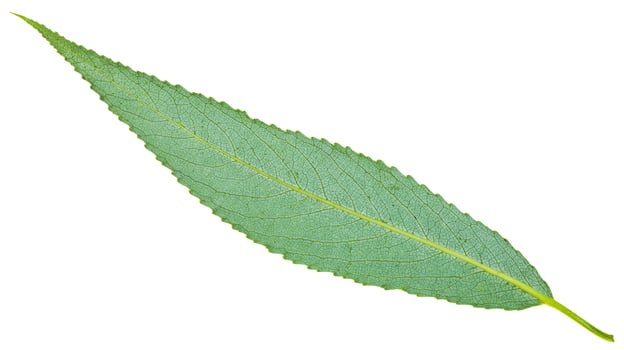 back side of green leaf of crack willow isolated photo