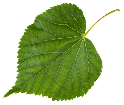 fresh leaf of Tilia cordata tree isolated photo